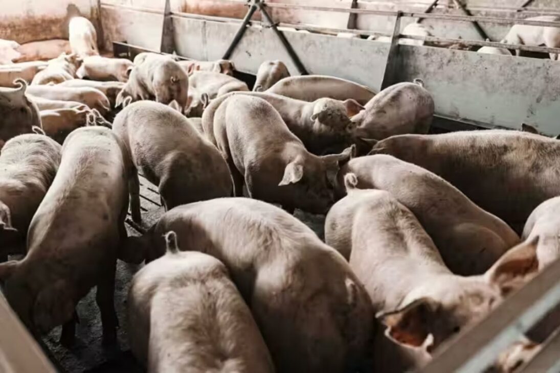 Las granjas de cerdos en Carolina del Norte reciben incentivos para biogás con biodigestores, mientras que los créditos de carbono del transporte en California avanzan sobre gasoductos, lagunas y pulverización, ampliando el debate sobre la contaminación local y la transparencia regulatoria.