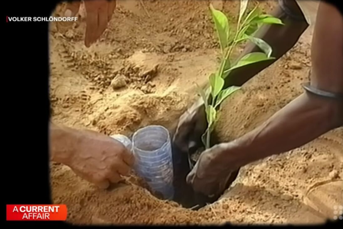 Agricultores de Nigeria muestran cómo la regeneración con árboles crea oro verde, protege cosechas del Sahara y sostiene la recolección en clima duro con técnica simple y replicable.