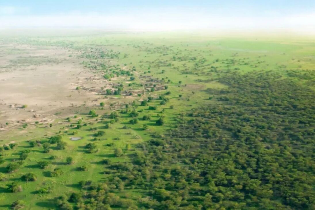 China plantó árboles contra el desierto de Gobi, generó escasez de agua; Gran Muralla Verde de China y Gran Muralla Verde de África muestran lecciones.