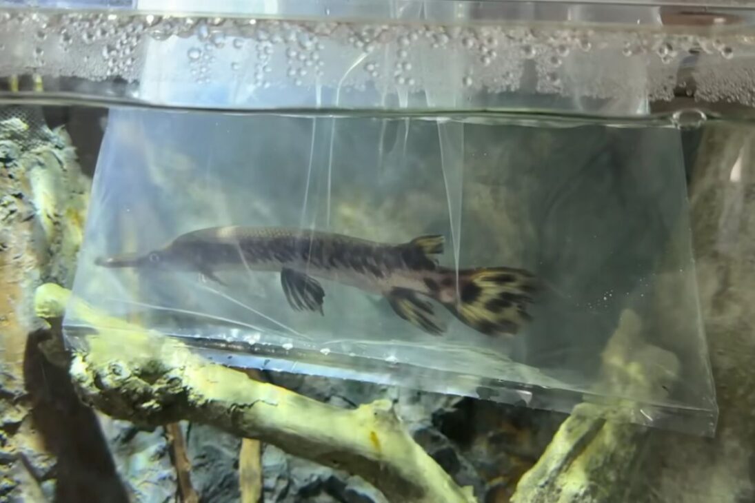 pez introducido en lago pequeño levanta alerta sobre lobinas y truchas y expone cómo decisiones de manejo en la granja pueden alterar el equilibrio del ecosistema.