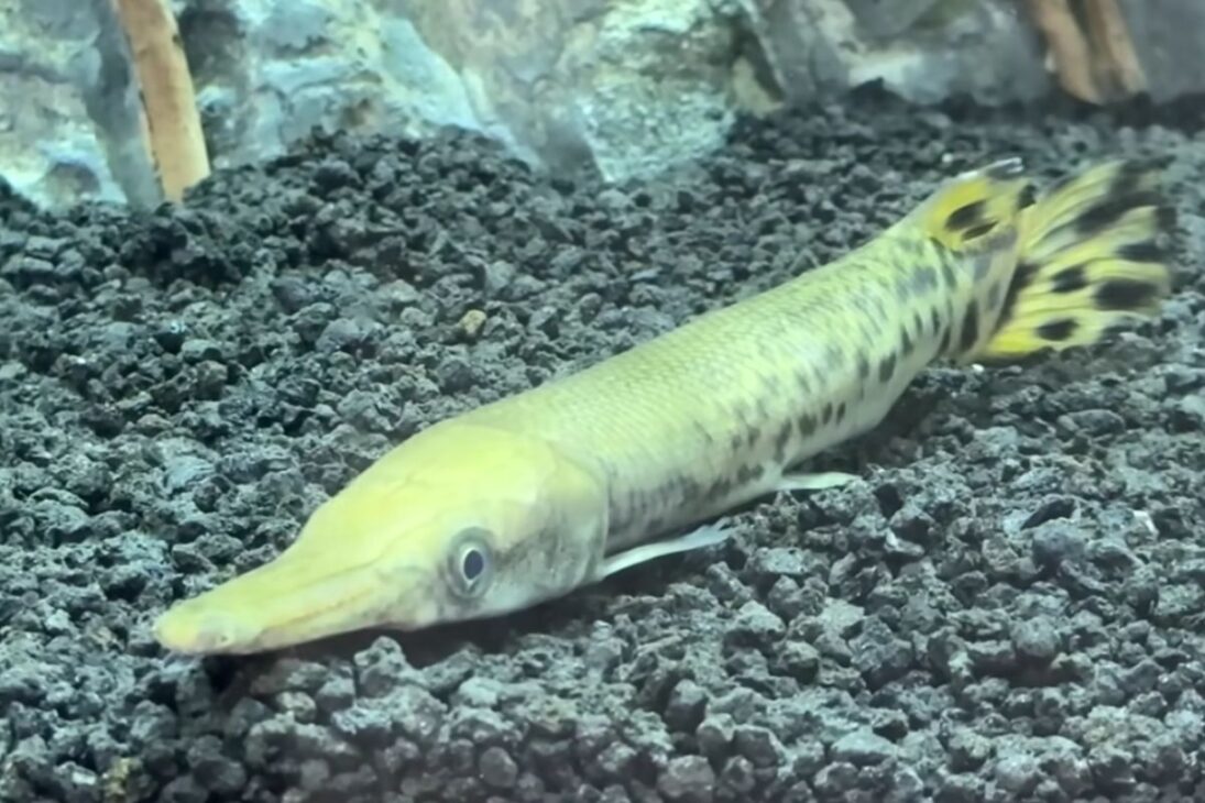 pez introducido en lago pequeño levanta alerta sobre lobinas y truchas y expone cómo decisiones de manejo en la granja pueden alterar el equilibrio del ecosistema.