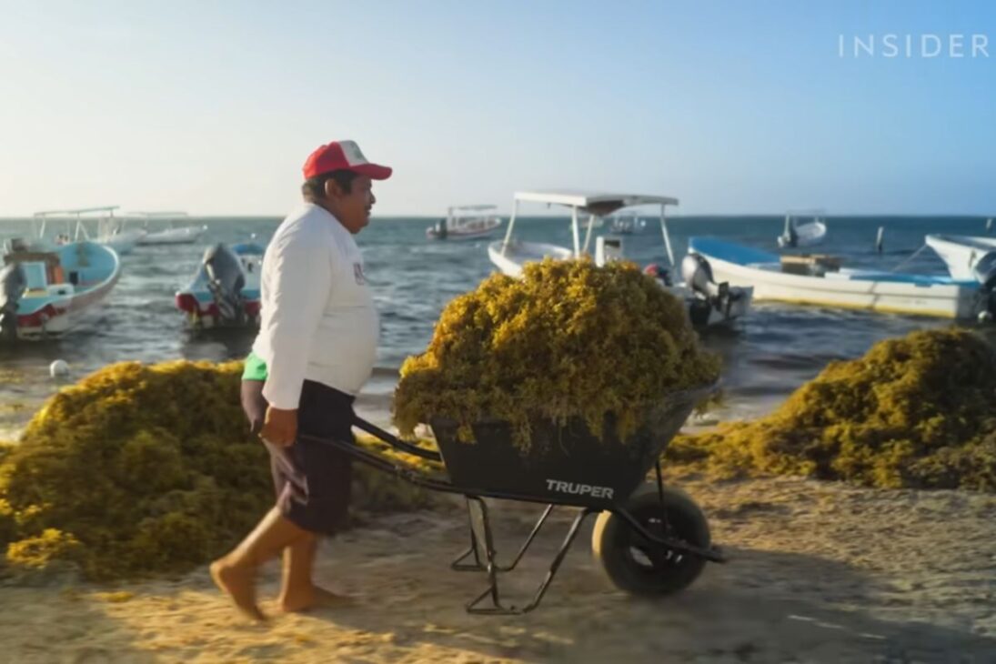 El sargazo se convierte en Sargablocks en Puerto Morelos, Quintana Roo, México y transforma el costo de limpieza en ladrillos con 40% de alga, utilizados para construir casas simples tras huracanes.