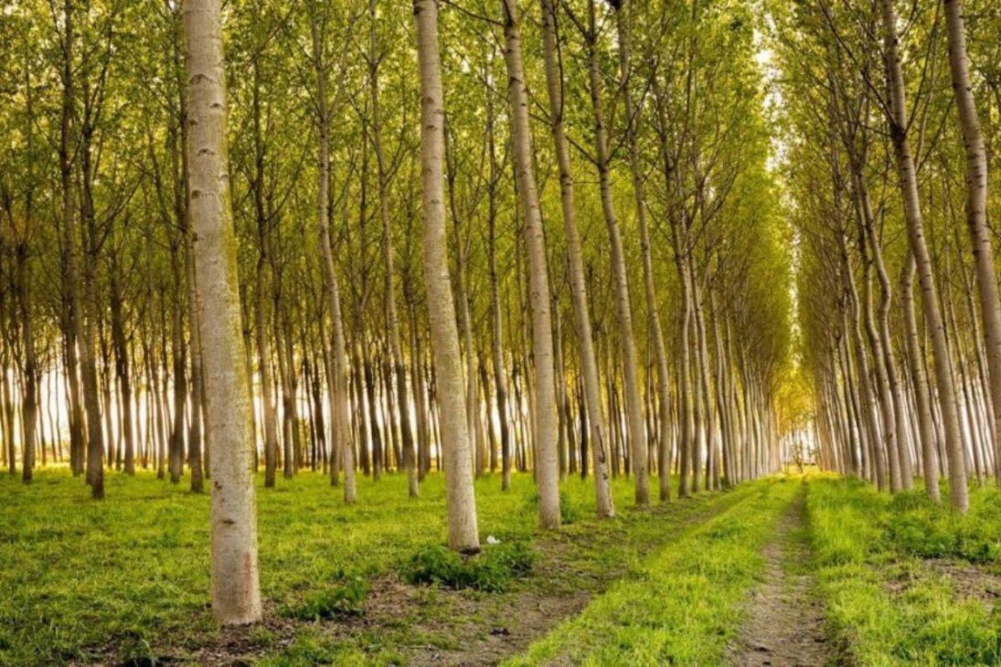 choupos ganham escala na Espanha: 81.000 hectares e demanda industrial elevam o valor da madeira, reacendem o debate sobre eucalipto e colocam em foco coordenação, território e produtividade.