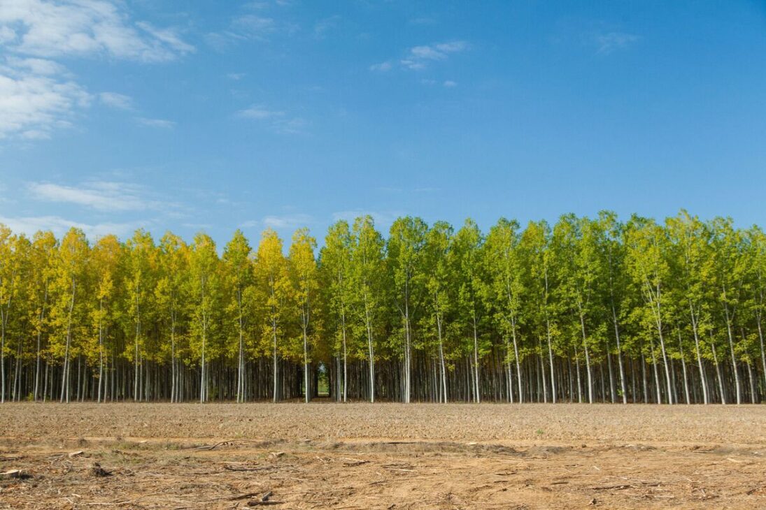 choupos ganham escala na Espanha: 81.000 hectares e demanda industrial elevam o valor da madeira, reacendem o debate sobre eucalipto e colocam em foco coordenação, território e produtividade.