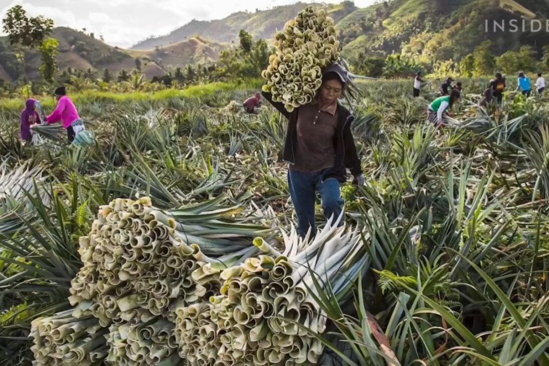 Restos de piña se convierten en fibras, Pinatex, platos y detergentes en cadenas que conectan campo e industria, con enfoque en logística, precio, escala e impacto ambiental.