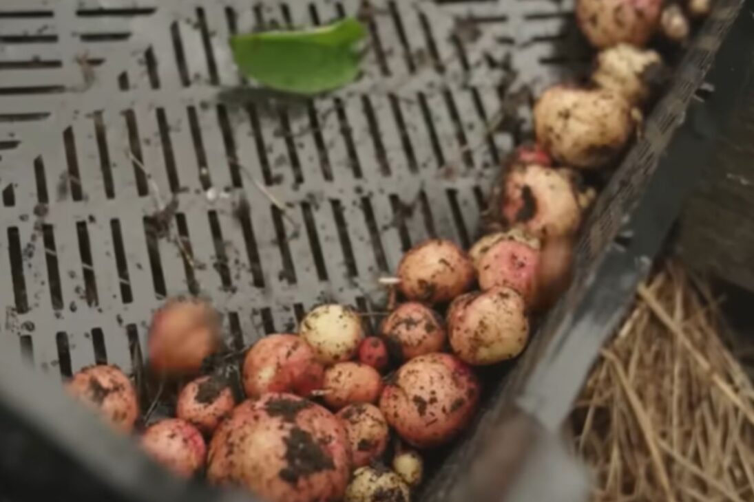 En Islandia, invernaderos calentados por geotermia utilizan energía geotérmica para fortalecer la producción de tomates y la agricultura sostenible.