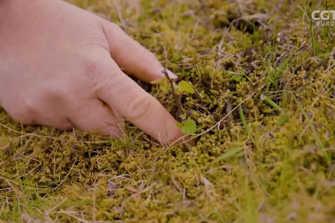 En el país casi sin árboles, Islandia apuesta por abedules, controla ovejas y convive con el volcán Heckler para estabilizar suelo y viento, mientras decide cómo usar especies extranjeras sin perder la lógica de la reforestación.