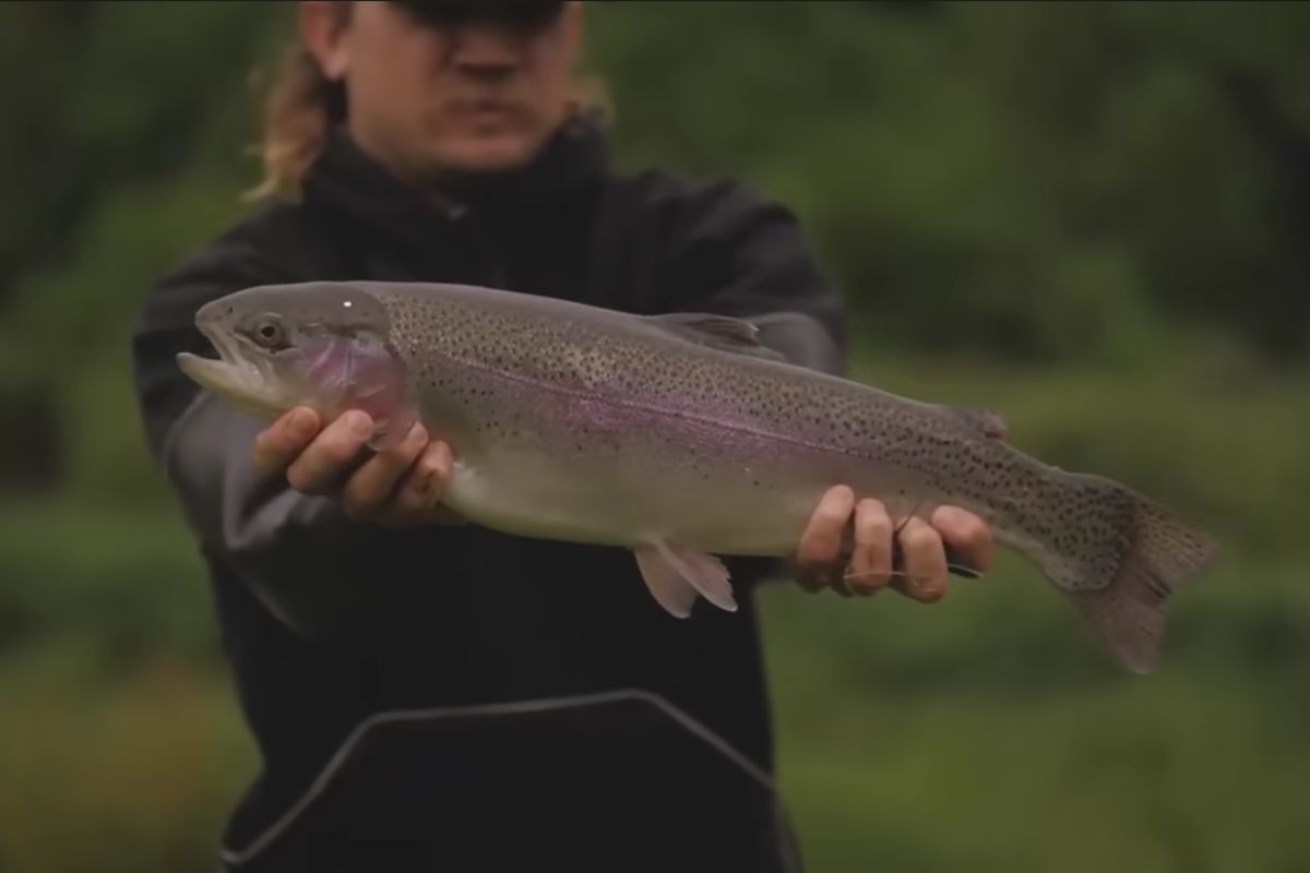 criadouro de trutas abandonado volta a operar na Virgínia com foco em água limpa e manejo tradicional, destacando o método do criadouro e a qualidade das trutas sem recirculação.