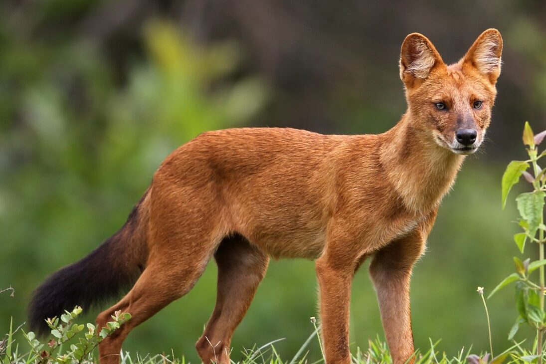 La ciencia discute si algunos perros pueden existir como tumor antiguo, cáncer transmisible y parásito sin huesos ni cerebro, planteando dudas sobre dónde termina una especie y dónde comienza otra dentro del propio cuerpo de perros.