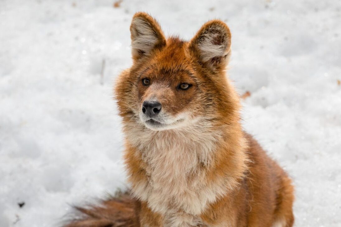 La ciencia discute si algunos perros pueden existir como tumor antiguo, cáncer transmisible y parásito sin huesos ni cerebro, planteando dudas sobre dónde termina una especie y dónde comienza otra dentro del propio cuerpo de perros.