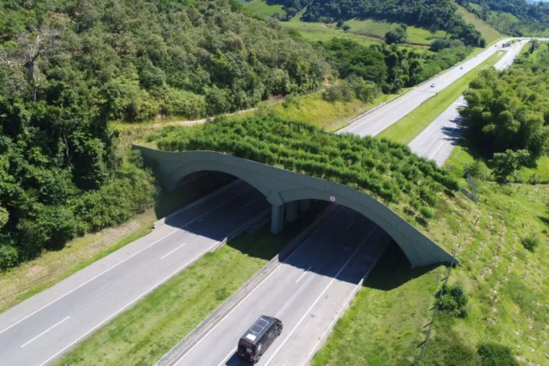 En el mayor ecoducto del mundo, el ecoducto de la puente Wallis Annenberg sobre la carretera US-101 protege animales silvestres y reconecta hábitats.