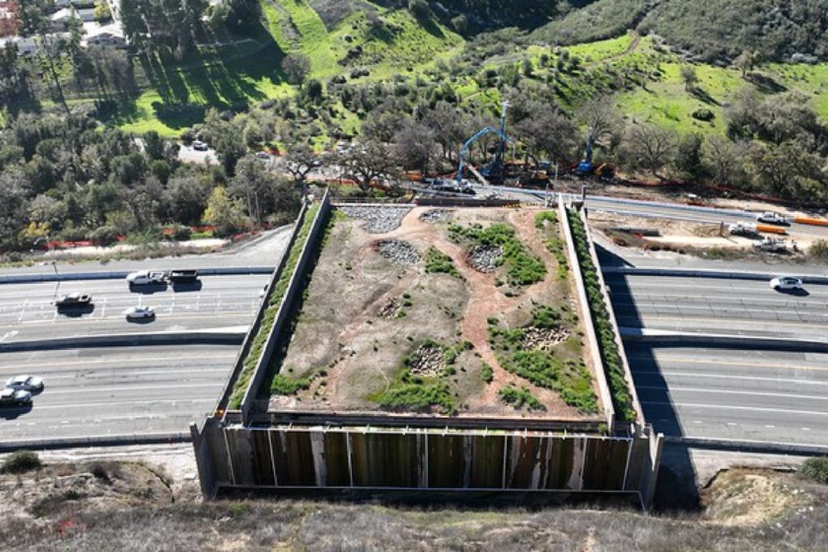 Custou R$ 100 milhões e nenhum humano pode usar Califórnia ergue ponte sobre a US-101 só para animais, tenta evitar 50 mil atropelamentos por ano e inaugura maior ecoduto do mundo