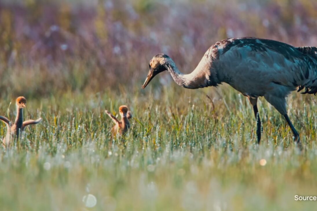 Europa Acelera la Restauración de Turberas al Recuperar Zonas Húmedas, Bloquear Valas de Drenaje y Mantener la Turba Saturada, en una Disputa Entre Agricultura, Carbono y Adaptación Climática.