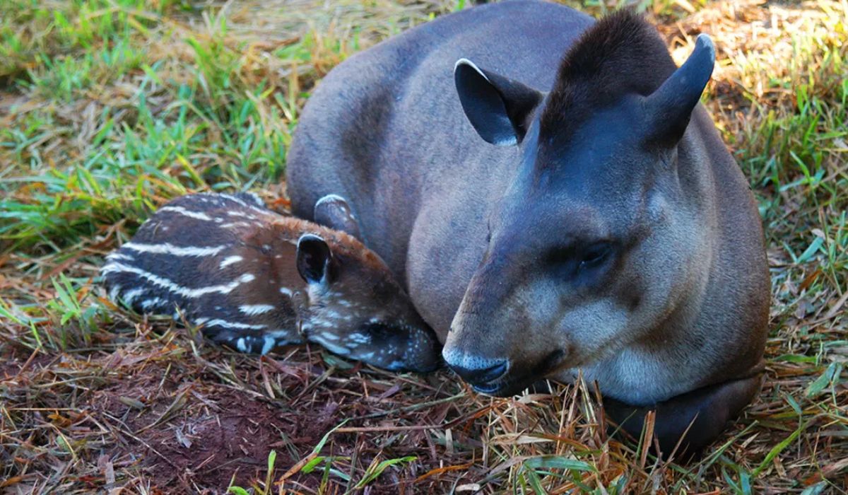 (Imagen: Divulgación/G1/TG)