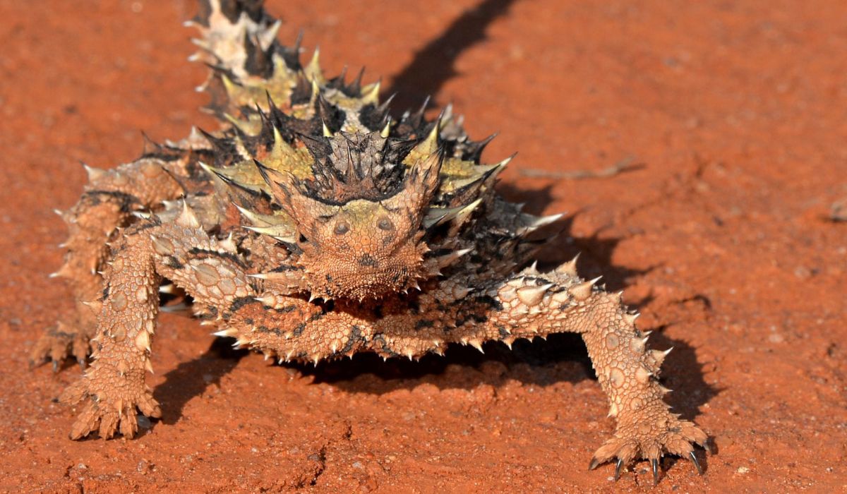 (Imagen: Reprodução)