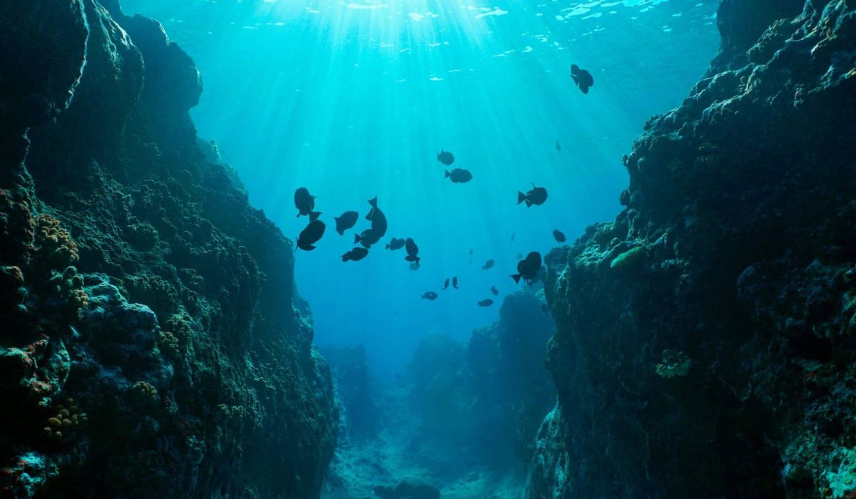 Expedição no Pacífico identifica 788 espécies no fundo do mar e revela dados inéditos sobre biodiversidade em área cobiçada pela mineração. (Imagem: Reprodução)