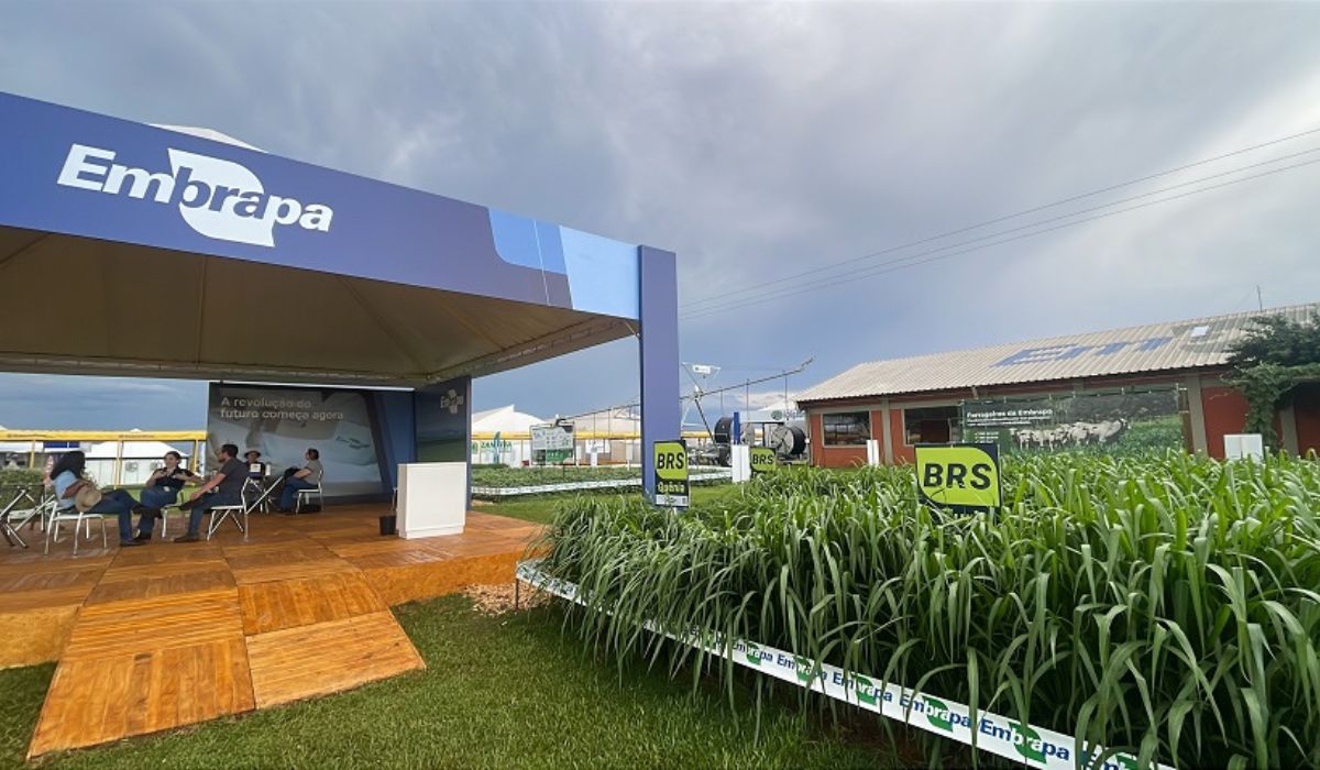 (Foto: Andrea Vilardo/Embrapa)