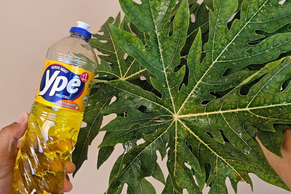 Folhas de mamão com detergente: mistura com liquidificador e peneira, usando bicarbonato de sódio e sal para engrossar e render mais, com limites de uso e cuidados de armazenamento.