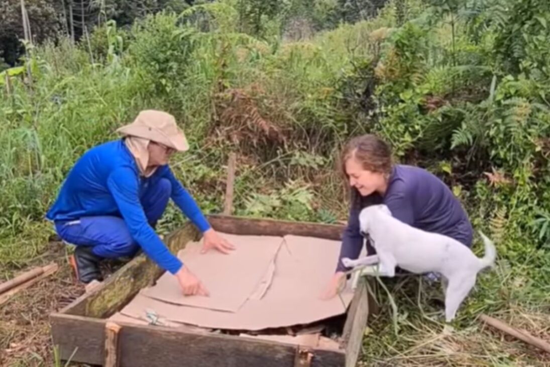 Descubre Cómo Usar Cartón En La Huerta Y En El Patio Para Potenciar El Lombricario, Atraer Lombrices Y Proteger El Suelo De Forma Simple.