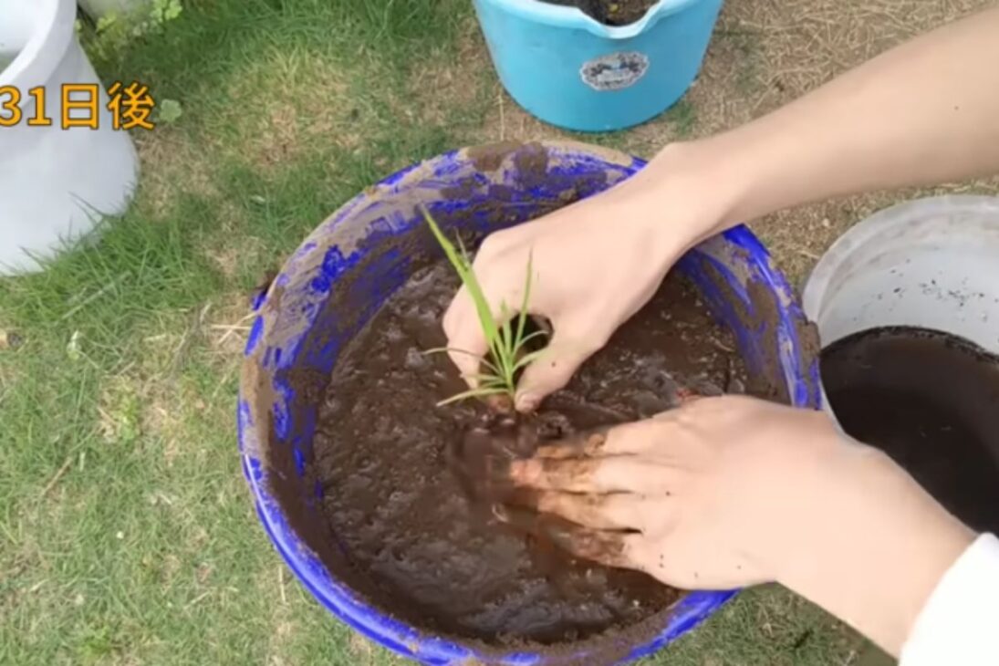 Aprenda a plantar arroz em casa: passo a passo de arroz em balde, colheita de arroz integral e erros da agricultura amadora para quem quer plantar arroz.