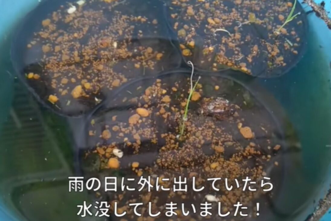 Aprenda a plantar arroz em casa: passo a passo de arroz em balde, colheita de arroz integral e erros da agricultura amadora para quem quer plantar arroz.