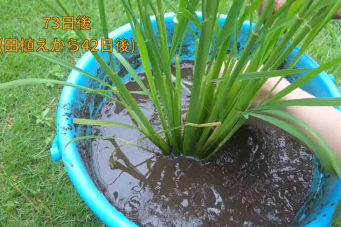 Aprenda a plantar arroz em casa: passo a passo de arroz em balde, colheita de arroz integral e erros da agricultura amadora para quem quer plantar arroz.