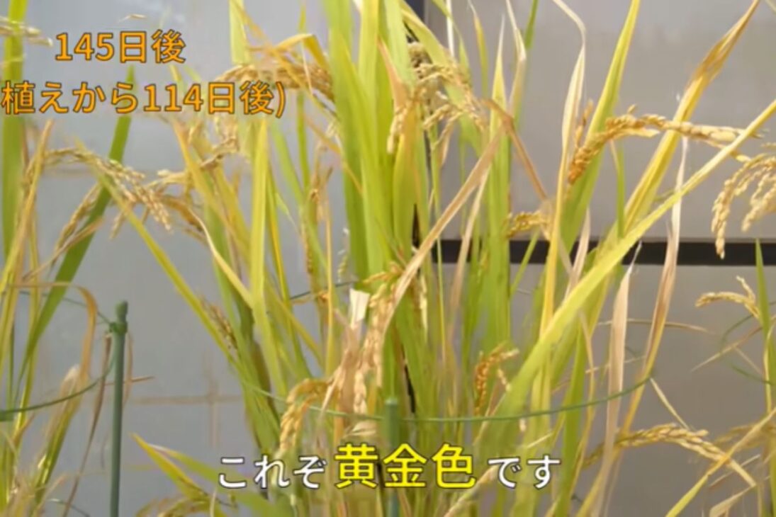 Aprenda a plantar arroz em casa: passo a passo de arroz em balde, colheita de arroz integral e erros da agricultura amadora para quem quer plantar arroz.