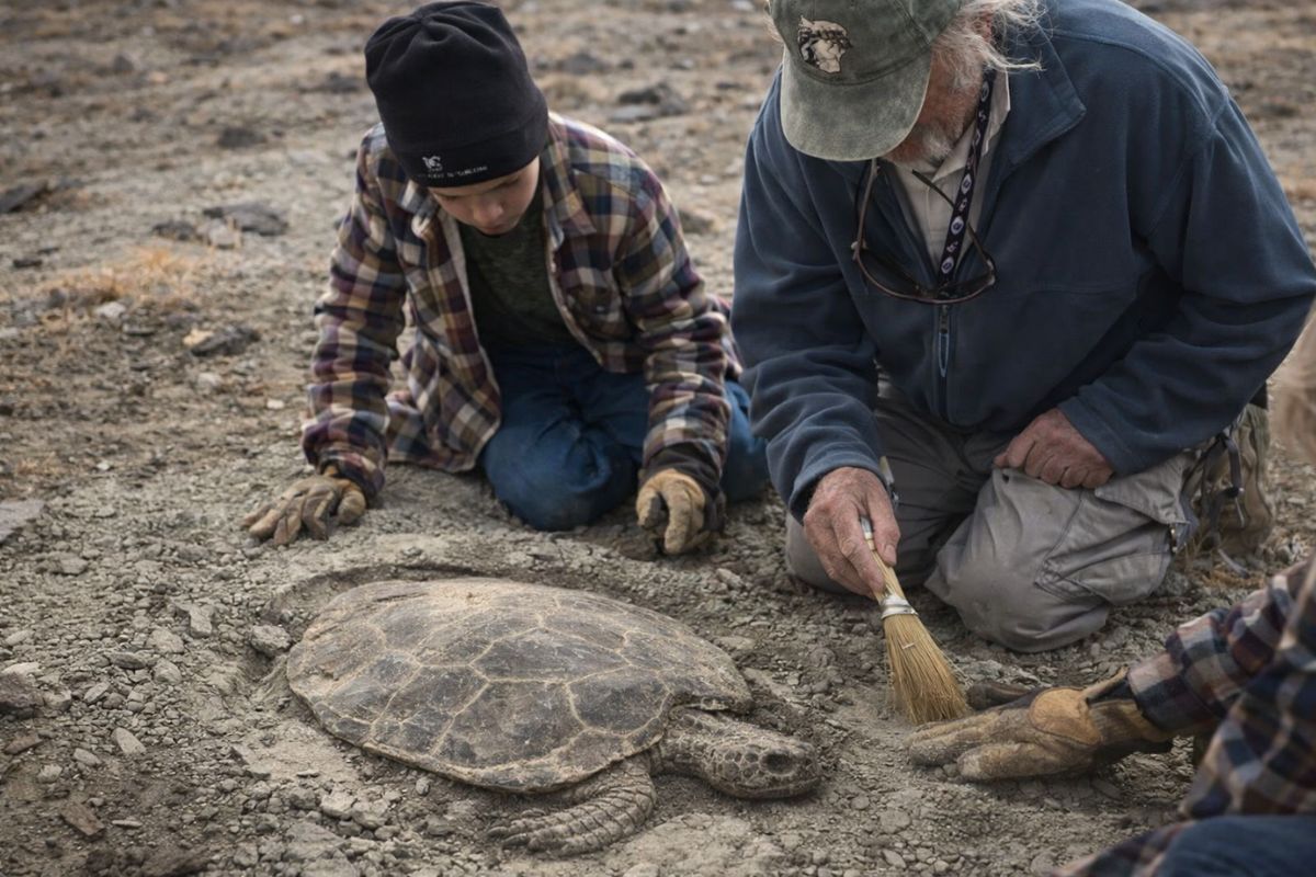 Um fóssil de tartaruga em Wyoming exposto pela erosão mobiliza autoridades, vira escavação científica e reforça a preservação paleontológica.