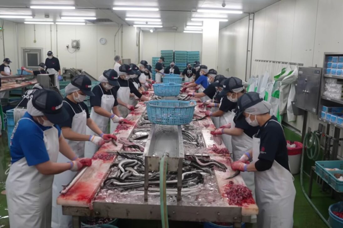 Entiende El Proceso Que Lleva A La Anguila Del Hielo Al Carbón, Con Salsa Aplicada En Ciclos, Inspección Y Esterilización, Y Por Qué Esta Estandarización Transformó Una Práctica Tradicional En Línea Industrial.