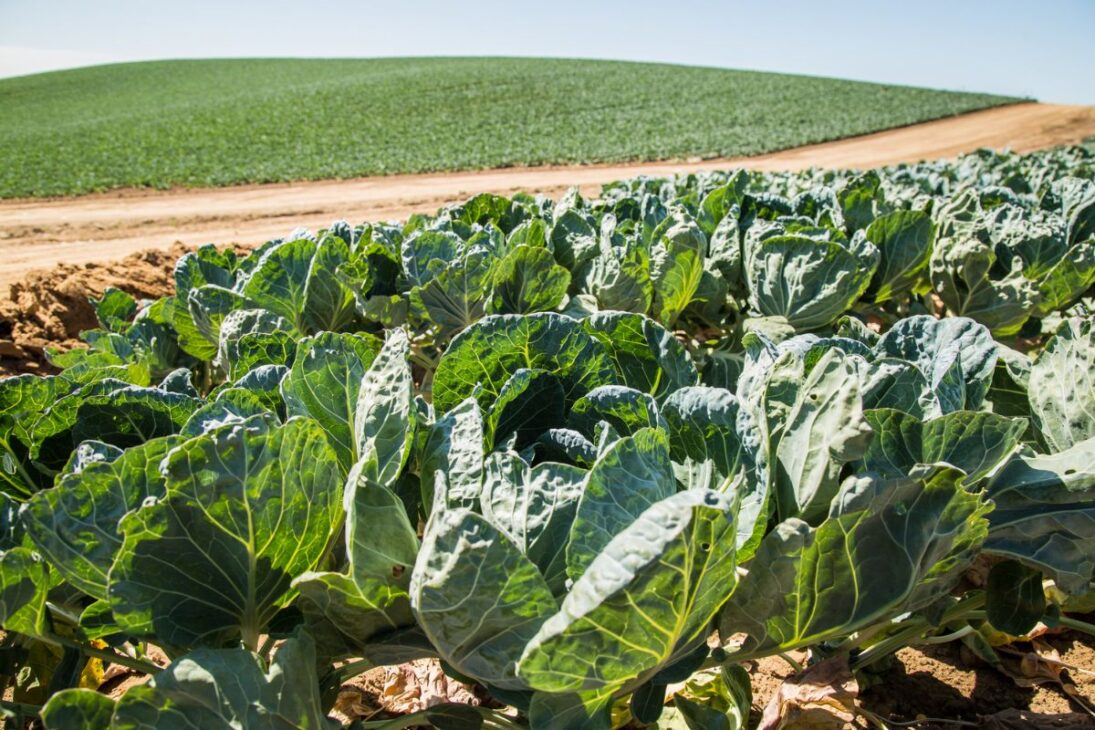 En El Desierto De Sonora, Un Plan De 7 Pasos Combina Microclima Y Mimetismo De La Helada Para Hacer Que Las Coles De Bruselas Enfrenten 43°C Y 49°C, Con Suelo Que Retiene Humedad, Riego Profundo Y Control De Plagas.