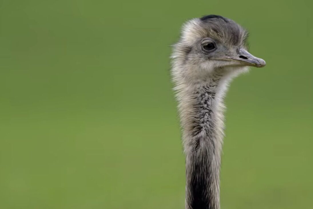 Emús En Alemania Se Convirtieron En Disputa Entre Agricultores Y Científicos, Con Cacerías Controladas Para Reducir Daños En El Campo, Medir Impactos Y Orientar Reglas De Convivencia En Áreas Rurales.