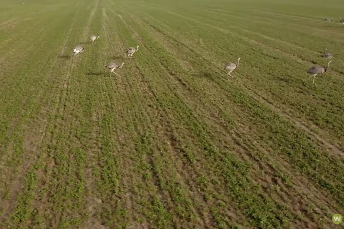 Emús En Alemania Se Convirtieron En Disputa Entre Agricultores Y Científicos, Con Cacerías Controladas Para Reducir Daños En El Campo, Medir Impactos Y Orientar Reglas De Convivencia En Áreas Rurales.