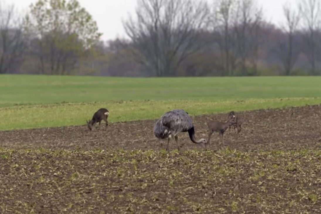 Emús En Alemania Se Convirtieron En Disputa Entre Agricultores Y Científicos, Con Cacerías Controladas Para Reducir Daños En El Campo, Medir Impactos Y Orientar Reglas De Convivencia En Áreas Rurales.