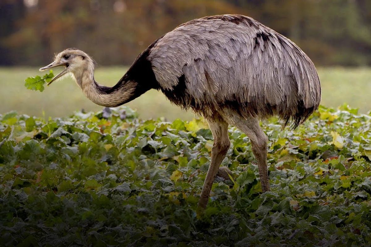 Emas na Alemanha viraram disputa entre agricultores e cientistas, com abates controlados para reduzir danos no campo, medir impactos e orientar regras de convivência em áreas rurais.