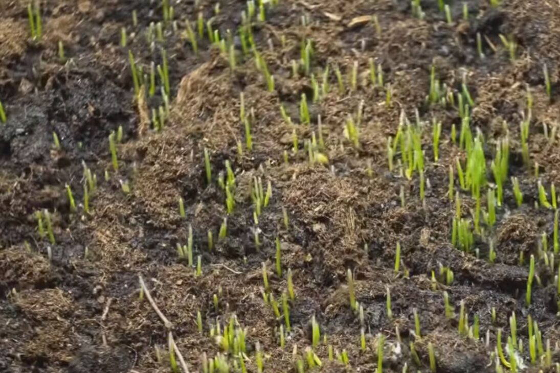 Entenda por que plantar césped por semilla en Brasil parece barato, pero el césped esmeralda demora, el gramado sufre con maleza y el costo real puede superar la alfombra.