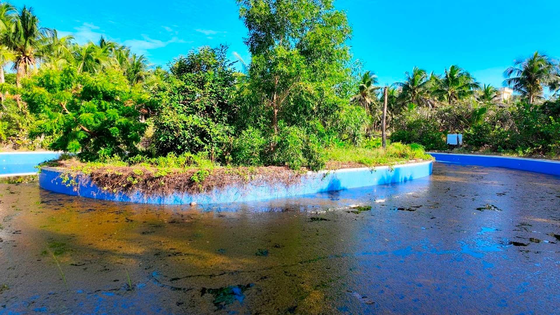 Engolida pela mata, piscina de resort de luxo vira "pântano" e grupo de amigos dedica 7 dias com 60 horas de trabalho pesado para restaurar área