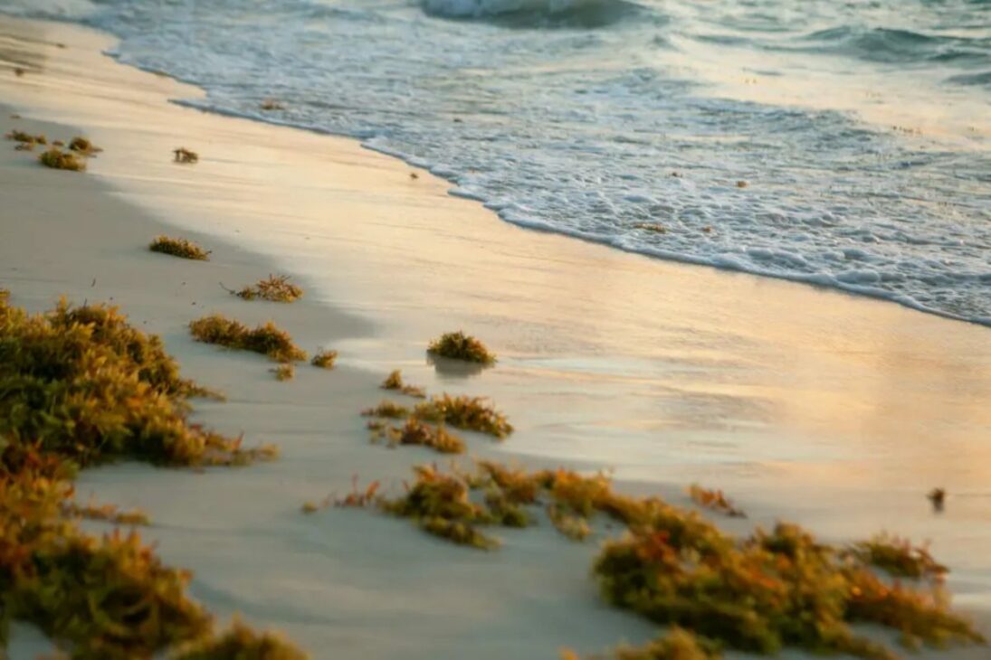 Espécies invasoras se espalham pela América Latina: lírio aquático e sargaço pressionam comunidades enquanto controle biológico tenta conter os danos.