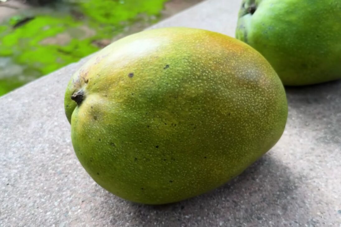 En Uberlândia, una manga gigante se convierte en super manga Haden estudiada en la Universidad Federal de Uberlândia tras una anomalía genética inédita.