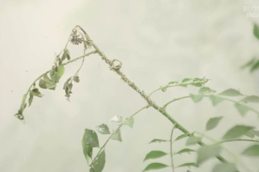 Crisis en la naranja de Florida: greening de los cítricos HLB derrumba el jugo de naranja, aprieta a los productores de naranja y amenaza el futuro de la industria.