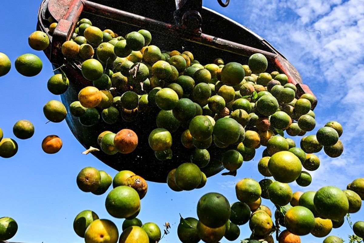 Greening dos citros a doença que está matando laranjeiras na Flórida, deixa a fruta menor e mais verde, derruba a colheita e faz os produtores gastarem muito mais