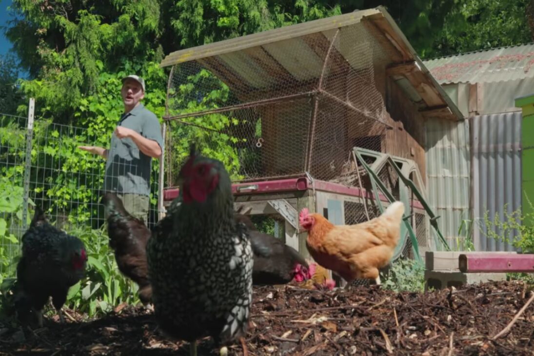 Mini-finca en el patio basada en permacultura combina huevos y miel con frutas y microclimas, detalla rotación de gallinas y invernadero reciclado, y muestra cómo un lote de 0,6 hectáreas puede reducir la cuenta del supermercado sin depender de un único producto.