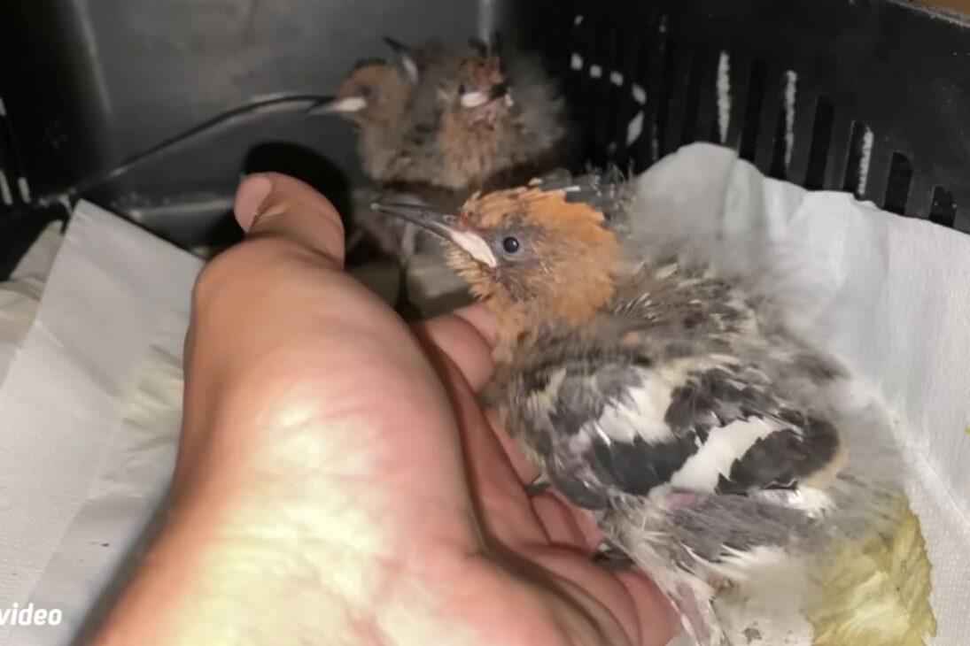 crías de pájaros rescatados de hormigas pasan por alimentación intensa y, libres en el bosque, vuelven por la ventana a las 6h30, mostrando cómo vínculo y rutina pueden surgir en 30 días.