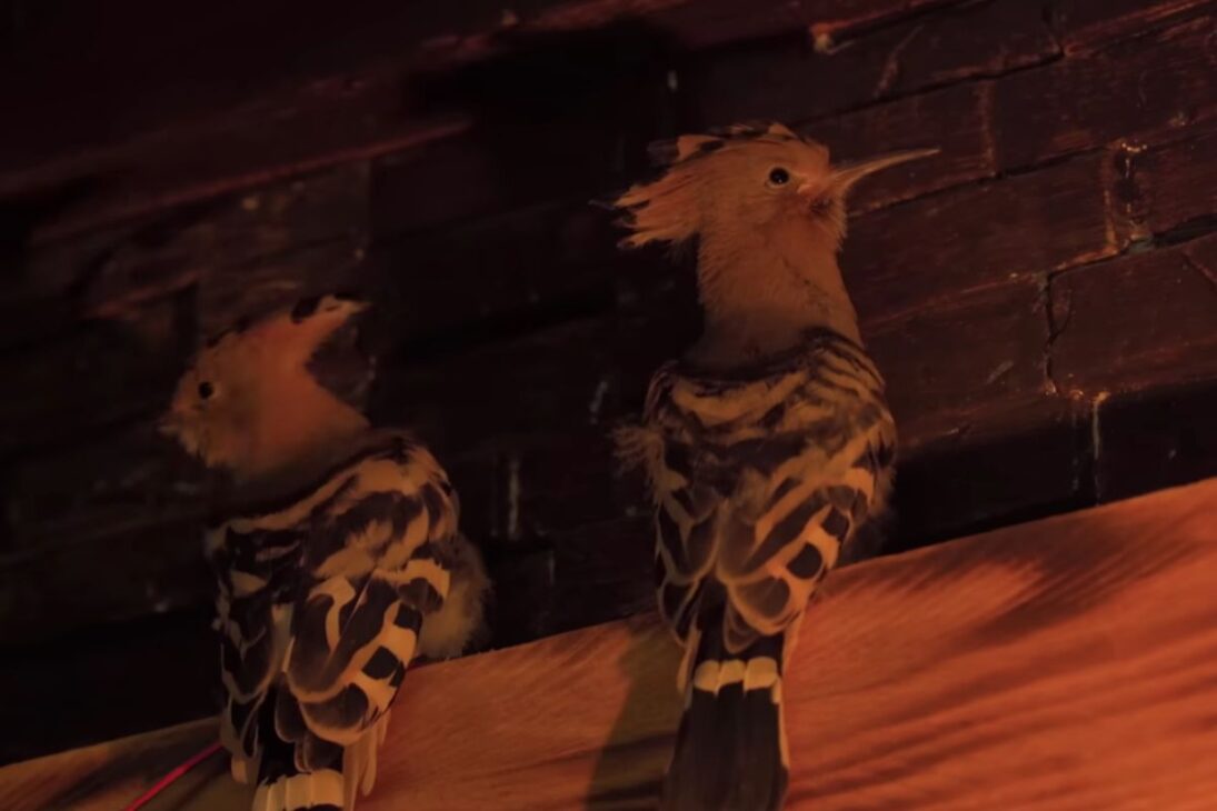 crías de pájaros rescatados de hormigas pasan por alimentación intensa y, libres en el bosque, vuelven por la ventana a las 6h30, mostrando cómo vínculo y rutina pueden surgir en 30 días.