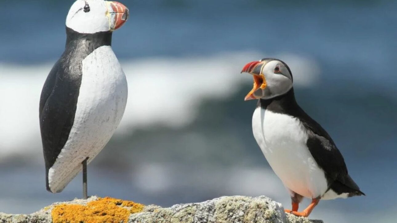 Proyecto en Maine Devolvió la Nidificación del Frailecillo Tras Décadas, Usando Polluelos Translocados y Cebos Visuales para Atraer a la Colonia.