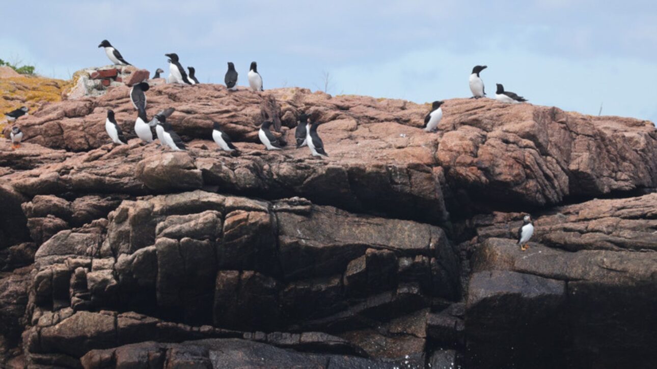 Proyecto en Maine Devolvió la Nidificación del Frailecillo Tras Décadas, Usando Polluelos Translocados y Cebos Visuales para Atraer a la Colonia.