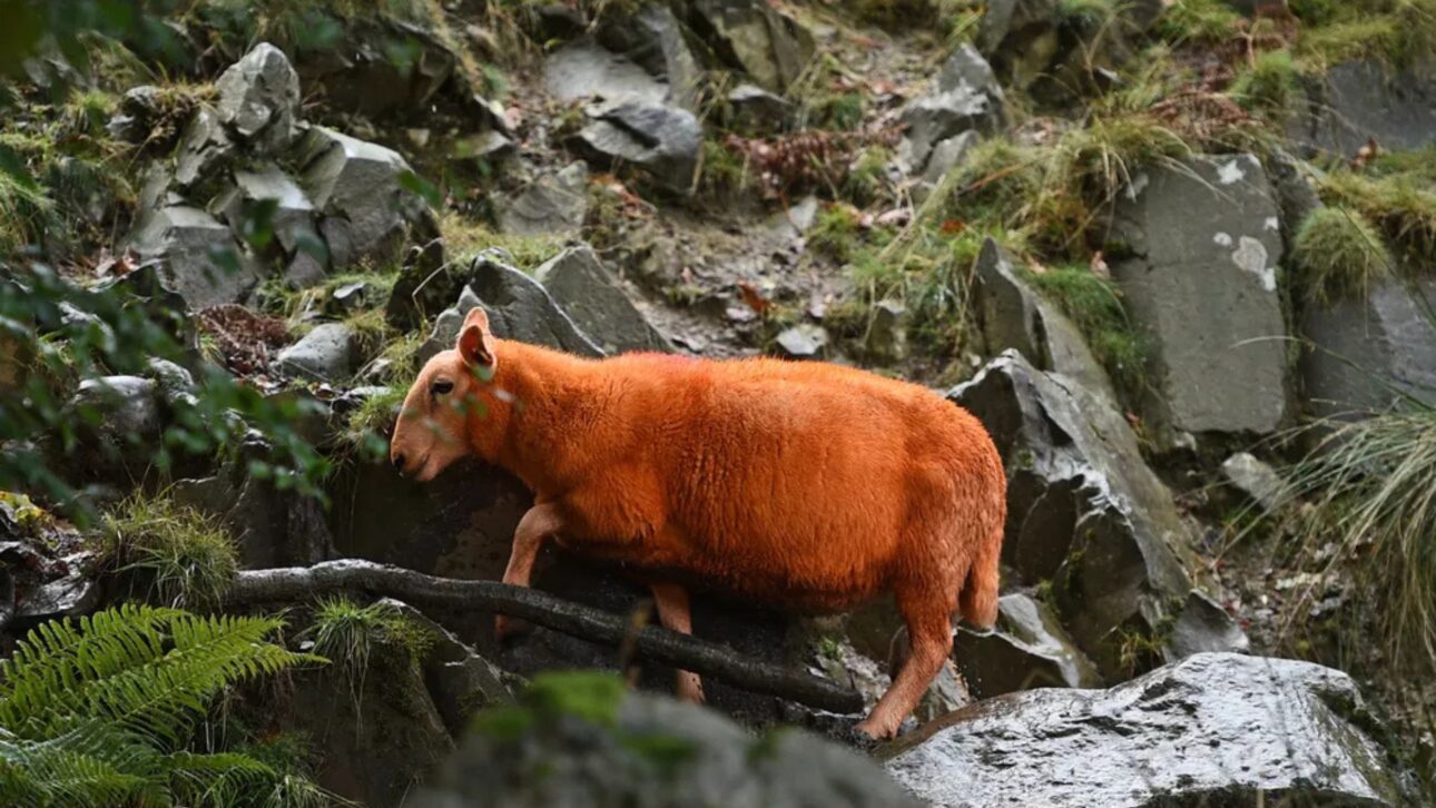 Fazendeiro pinta 800 ovelhas de laranja neon para dificultar furtos no campo; rebanho vira atração e expõe crime silencioso rural recorrente.