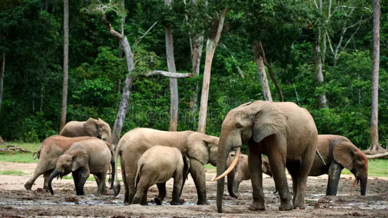 El ADN de los excrementos revela una población mayor del elefante de los bosques africano, especie vital para el bosque y aún amenazada por caza y deforestación.