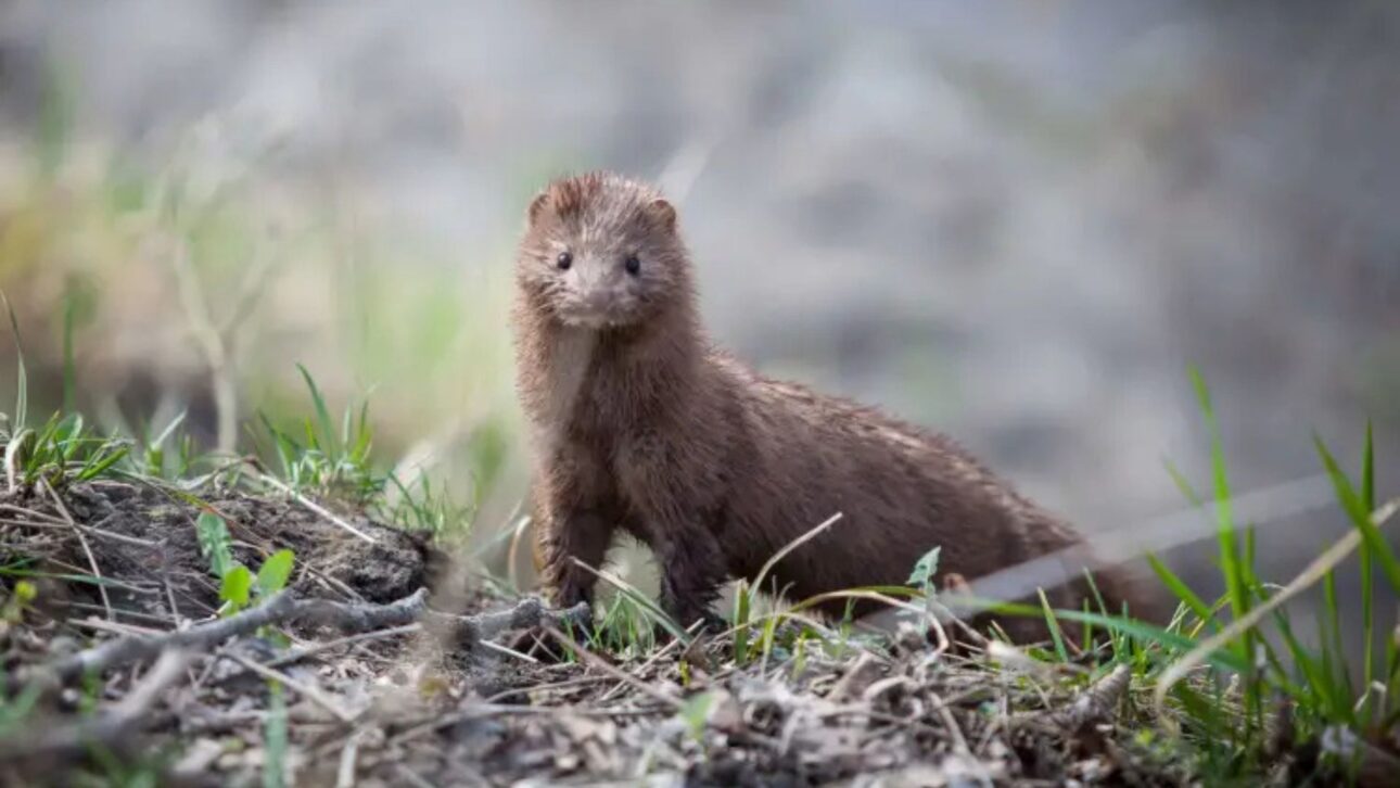 El Regreso del Águila Marina al Báltico Modifica el Comportamiento del Visón Americano, Reduce las Travessías entre Islas y Protege Colonias de Aves Costeras.