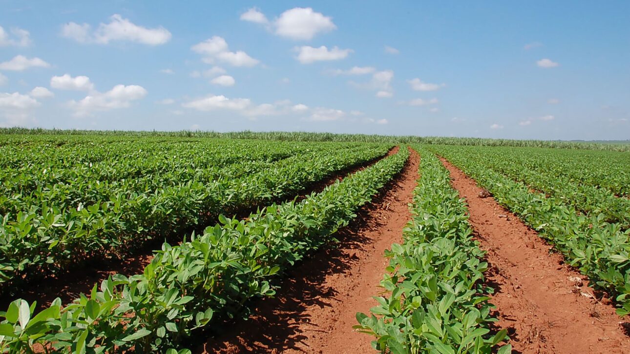 Jaboticabal se convirtió en referencia en el cacahuate, con exportaciones, derivados industriales, tecnología en el campo y tradición rural que impulsan la economía local.