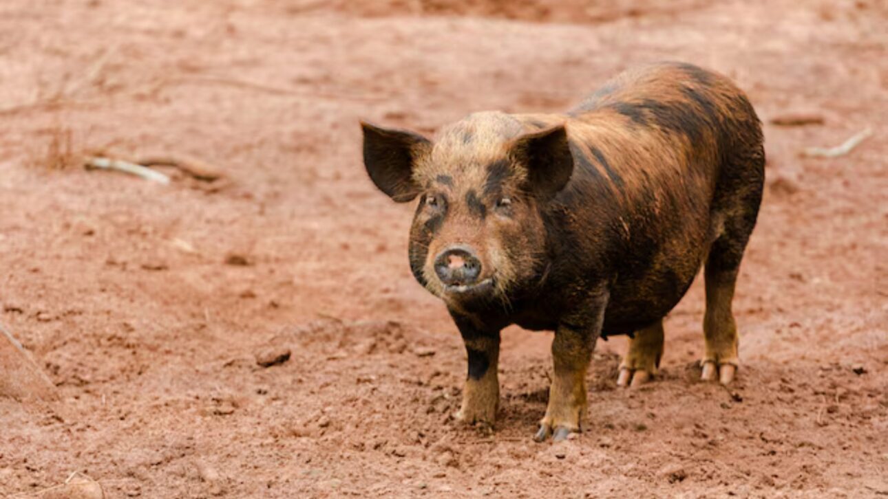 La carne de cerdo caipira gana fuerza en el mercado gourmet al unir marmoleo, terroir alimentario y manejo que la porcino cultura industrial no replica.